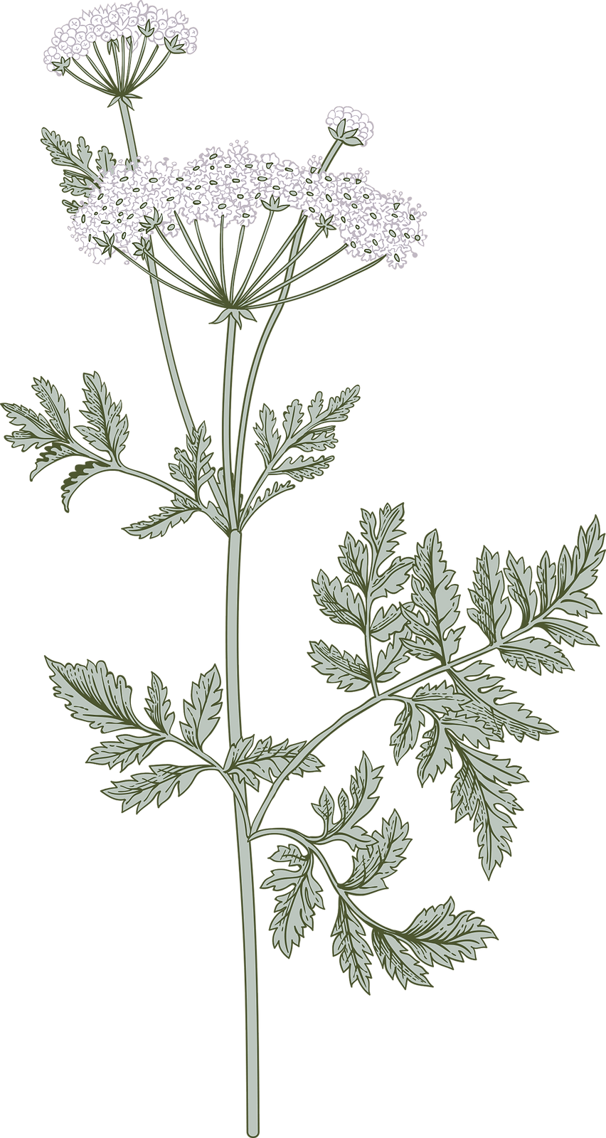 Botany_edited.png